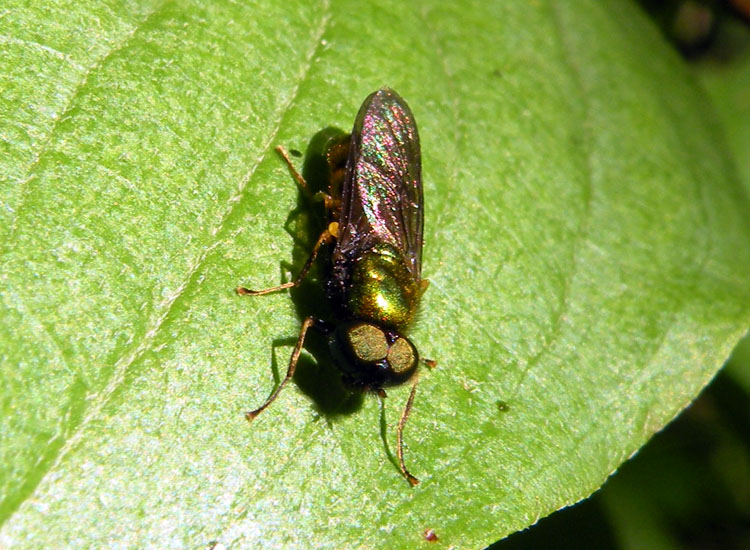 Chloromyia formosa (Stratiomyidae)